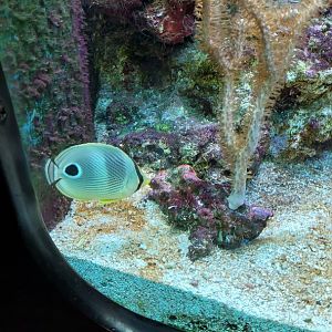 Four eye butterflyfish in Atlantic Reef tank