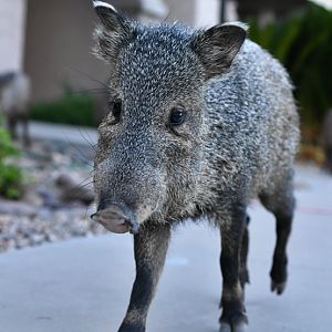 curious javelina