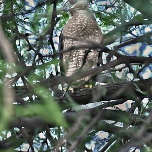 coopers hawk