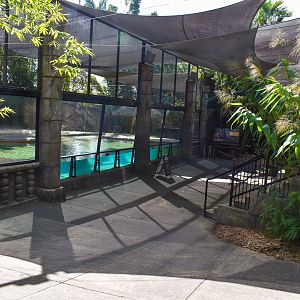 Tiger Temple - Underwater Viewing