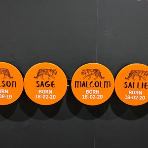 Tiger Temple - Example of Tiger Signage