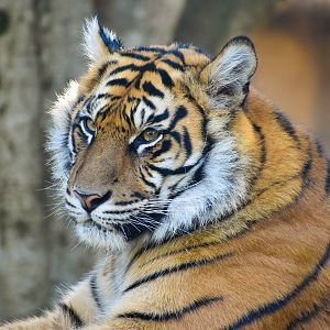 Sumatran Tiger (Panthera tigris sumatrae)