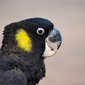 Yellow-tailed Black Cockatoo (Zanda funerea)