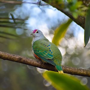 Rose-crowned Fruit Dove (Ptilinopus regina)