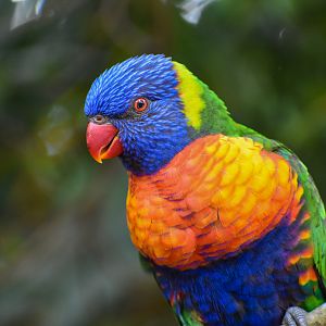 Rainbow Lorikeet (Trichoglossus moluccanus)