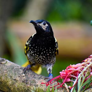 Regent Honeyeater (Anthochaera phrygia)