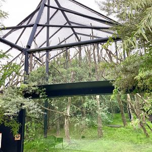 Crowned sifaka exhibit