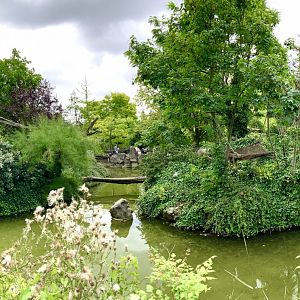 Ring tailed and Crowed lemur islands