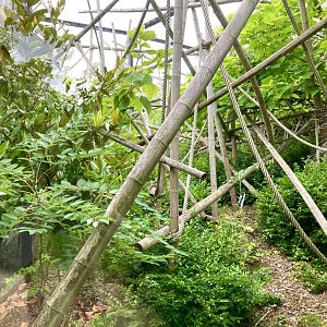 Northern bamboo lemur exhibit