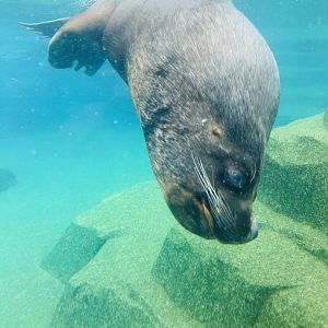 South American fur seal male