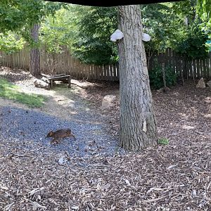 Southern pudu exhibit