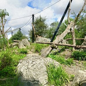 Chilean cougar exhibit