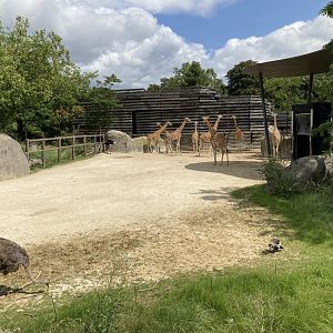 Giraffe group