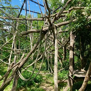 Woolly monkey exhibit