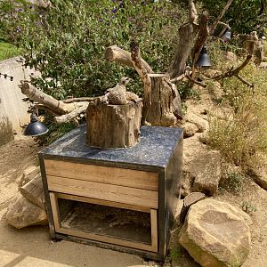 Meerkat and Bat eared fox exhibit