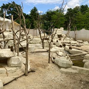 Western baboon exhibit