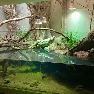 Mediterranean turtle exhibit