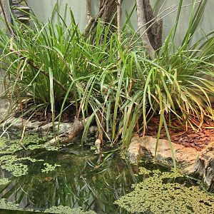 Pool frog exhibit