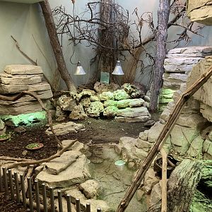 Herman’s tortoise and Ocellated lizard mixed exhibit