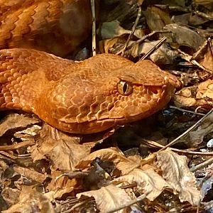 Vipera ammodytes I think?