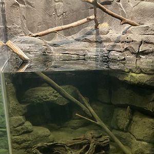 Crayfish exhibit