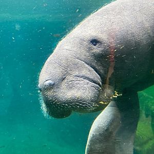 Manatee