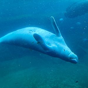 Manatee showing off