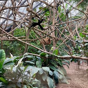 Callitrichid exhibit