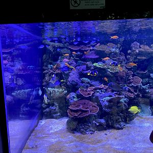 Small aquarium for Madagascan fish