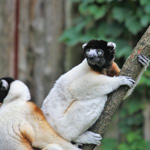 Crowned sifaka