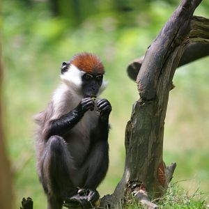 Red-capped mangabey