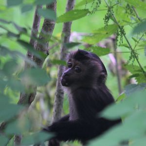 4 month old lion-tailed macaque