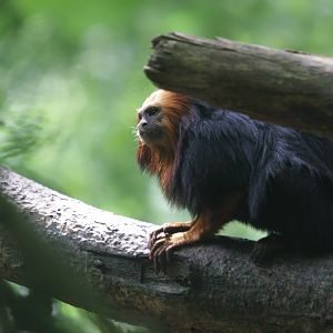 Golden-headed lion tamarin