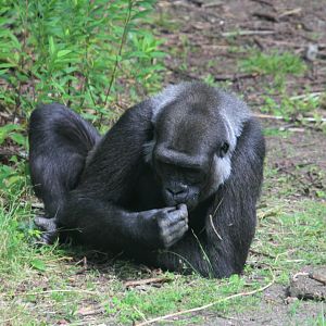 Western lowland gorilla