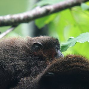 2 month old Coppery titi