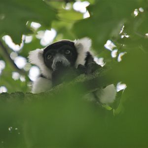 Black-and-white ruffed lemur
