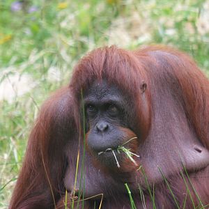 Bornean orangutan