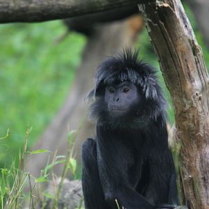 Javan langur