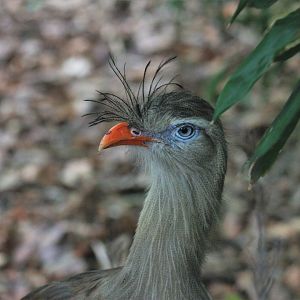 Red-legged seriema