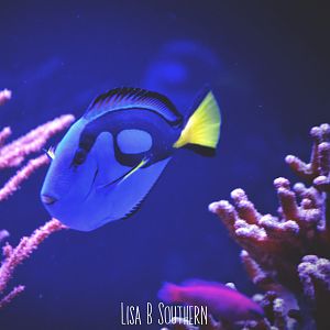 .:Blue Tang:.