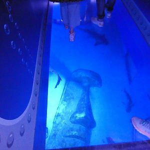 Walkway above shark tank