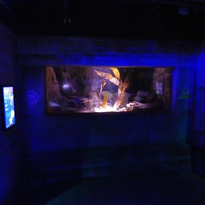 European lobster tank