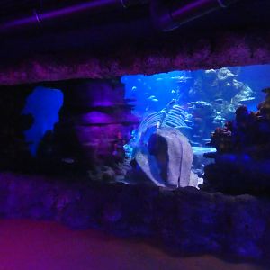 Open Oceans tank