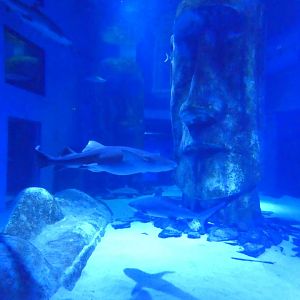 Pacific Shipwreck tank