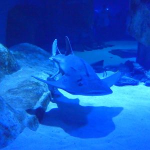 Bowmouth guitarfish