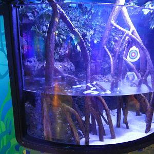 Archerfish and Four-eyed fish tank