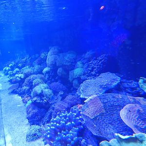Coral tank