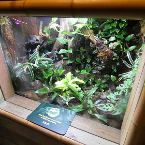 Blue poison dart frog enclosure