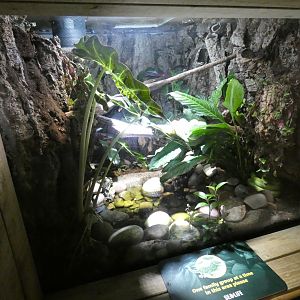 Green tree python enclosure