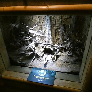 Chilean rose tarantula enclosure